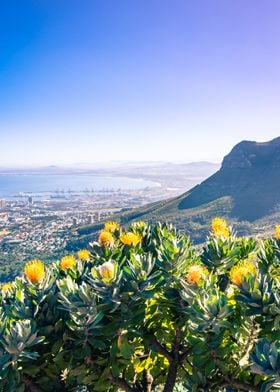 Yellow protea flower