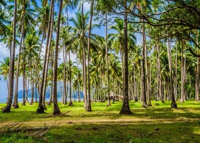 Palm Trees Near Corong Bea