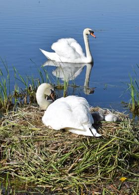 Swans  and Cygnets