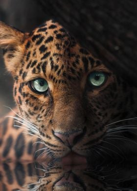 Green Eyed Leopard