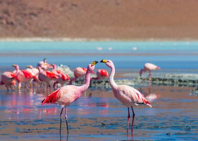 Pink llamingos couple