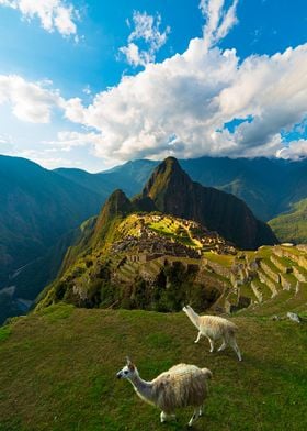 Machu Picchu with llamas