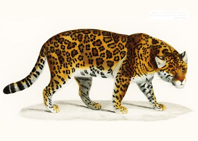 Jaguar