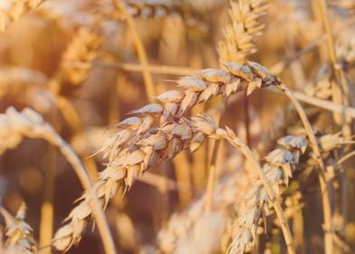 Golden Ears Of Wheat On Th