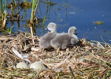 Two Cygnets