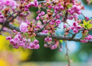 Blooming Tree Branches Wit