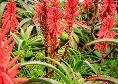 Sunbird feeding in Aloe