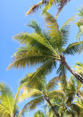 Summer Coconut Palm Trees