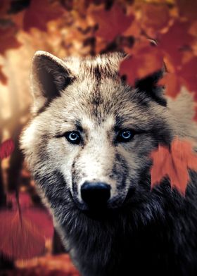 Wolf With Blue Eyes