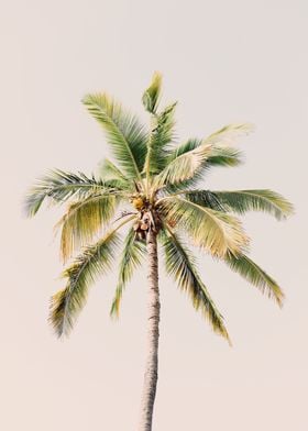 Coconut Palm Tree