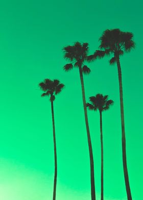 Green Palm Trees