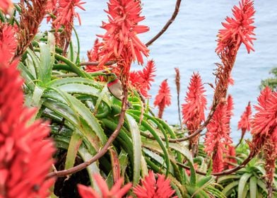 Sunbird feeding in Aloe