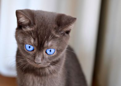 Cat Azul