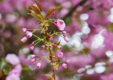 Blooming Tree Branches Wit