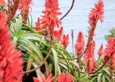 Sunbird feeding in Aloe