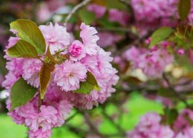 Blooming Tree Branches Wit