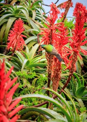 Sunbird feeding in Aloe