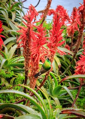 Sunbird feeding in Aloe