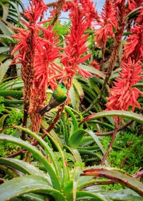 Sunbird feeding in Aloe