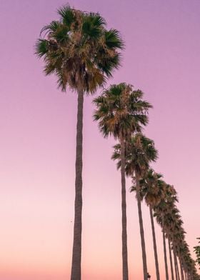Purple Sunset Palm Trees