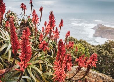 Cape Point National park 