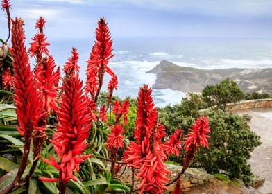 Cape Point National park 