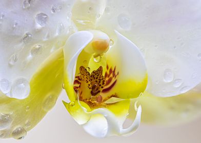 Dewdrops On Orchids