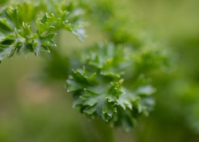 portrait of the parsley