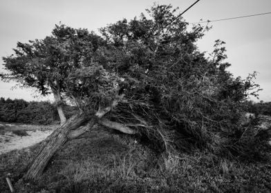 Black And White Pine Grove