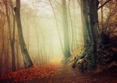 Misty fall forest