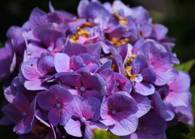 Purple Flower