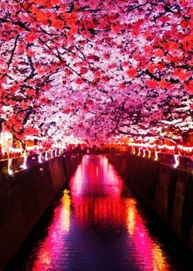 Cherry Blossom water