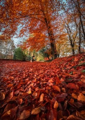 Red Autumn Forest Print