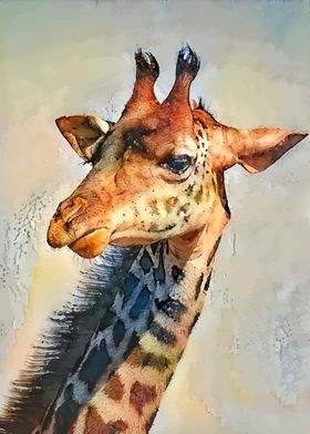 Pretty Giraffe