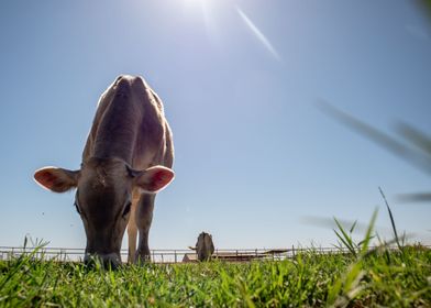 Wide Shot Grass Feeding