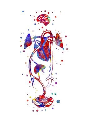 Fetal blood circulation 