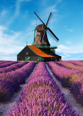 lavender with windmill