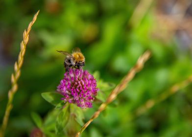 Bee on a flower