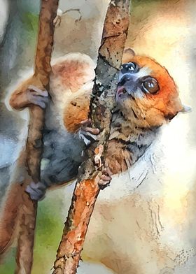 Mouse Lemurs