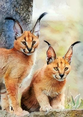 Both Caracals