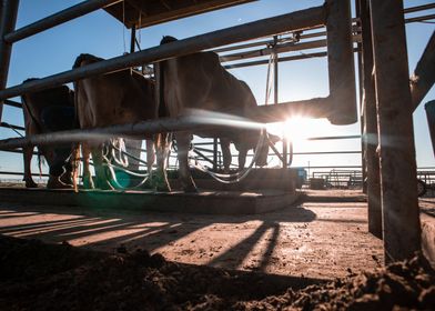 Early Morning Milking