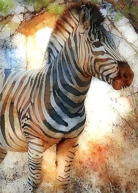 Zebra