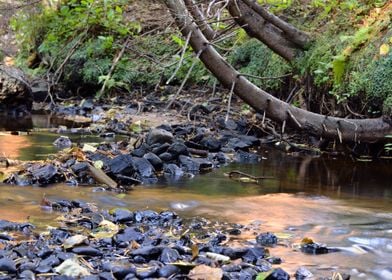 Forest River Scene