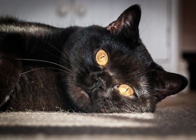 British Shorthair Cat Head