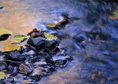 Forest River Scene