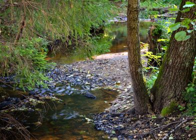 Forest River Scene