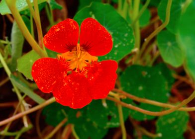 Red Flower