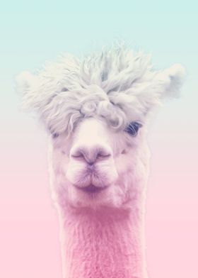 Llama lama alpaca