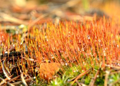 Colorful Red Moss Spores C