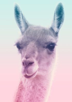 Llama